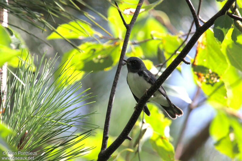 Black-throated Blue Warbler male