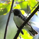 Paruline bleue