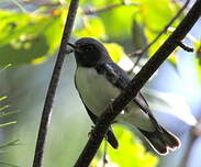 Paruline bleue