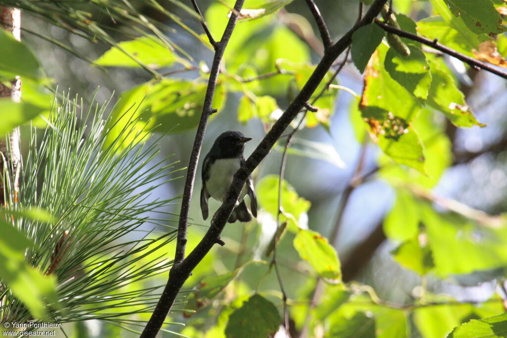 Black-throated Blue Warbler male