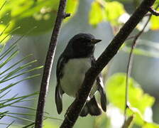 Black-throated Blue Warbler