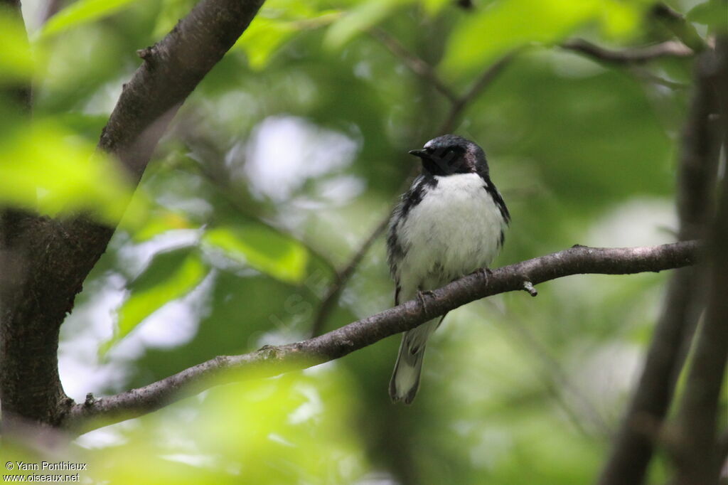 Black-throated Blue Warbler male