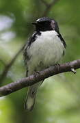 Black-throated Blue Warbler