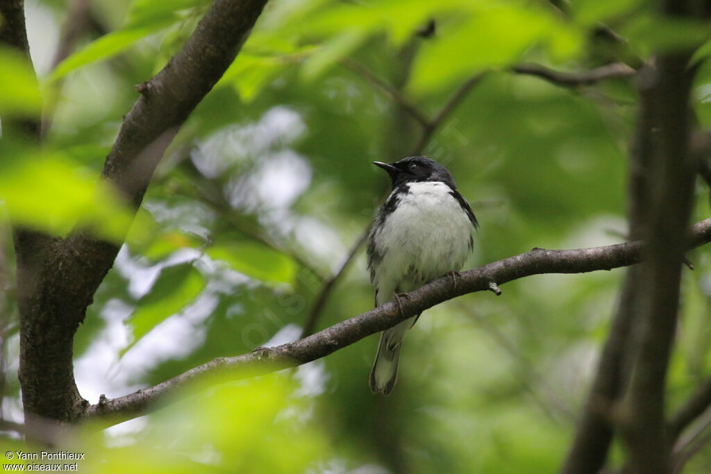 Black-throated Blue Warbler male