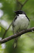 Black-throated Blue Warbler