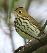 Ovenbird