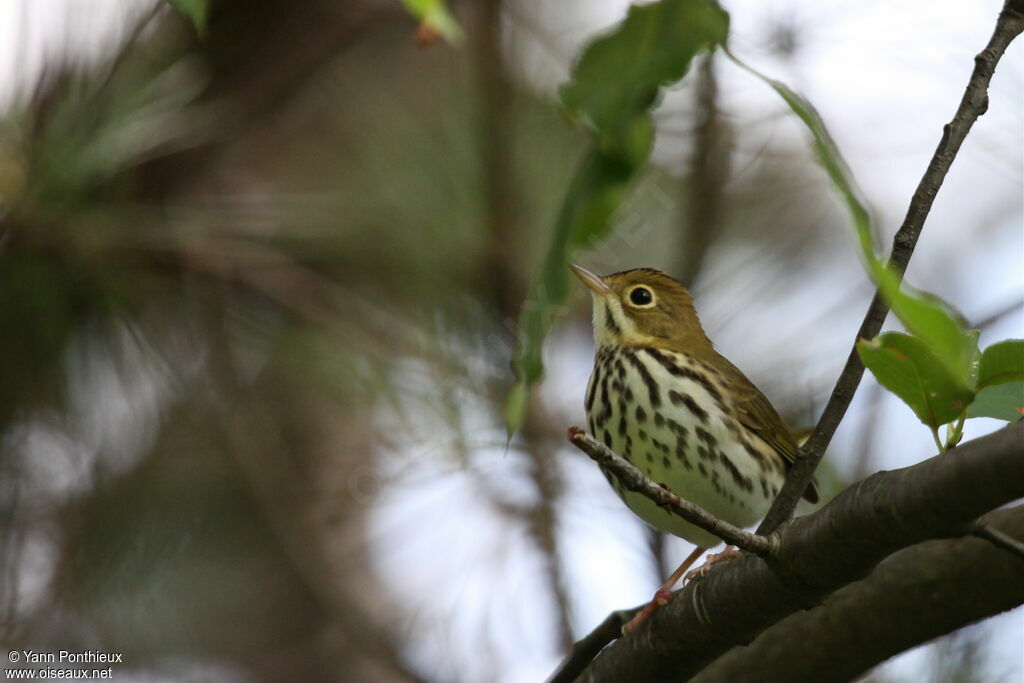 Ovenbird