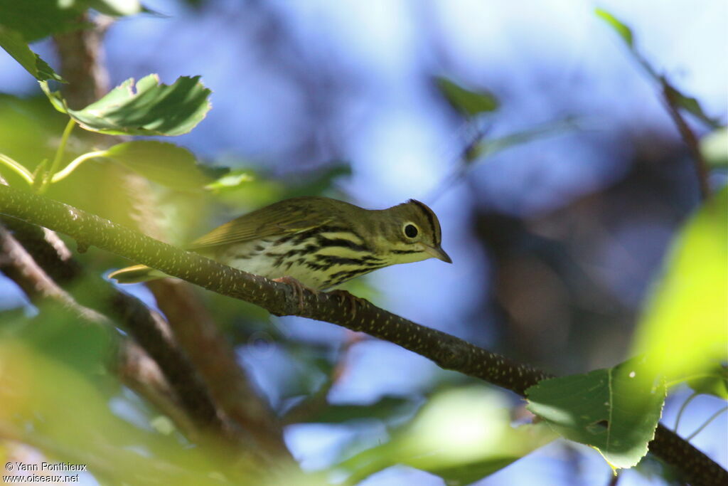 Ovenbird