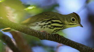 Ovenbird