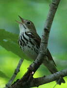 Ovenbird