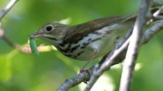 Ovenbird