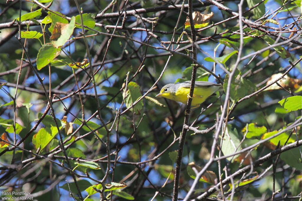 Canada Warbler female First year, habitat