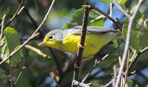 Canada Warbler