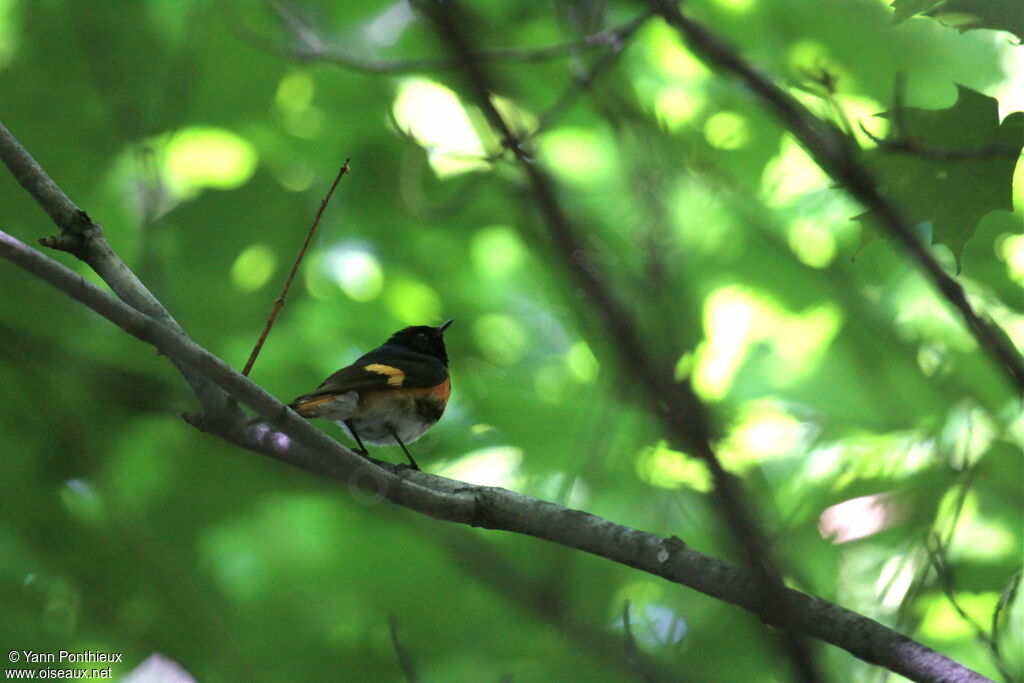 American Redstart male adult breeding