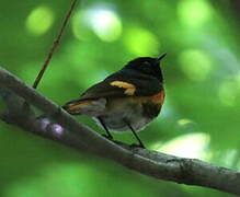 Paruline flamboyante