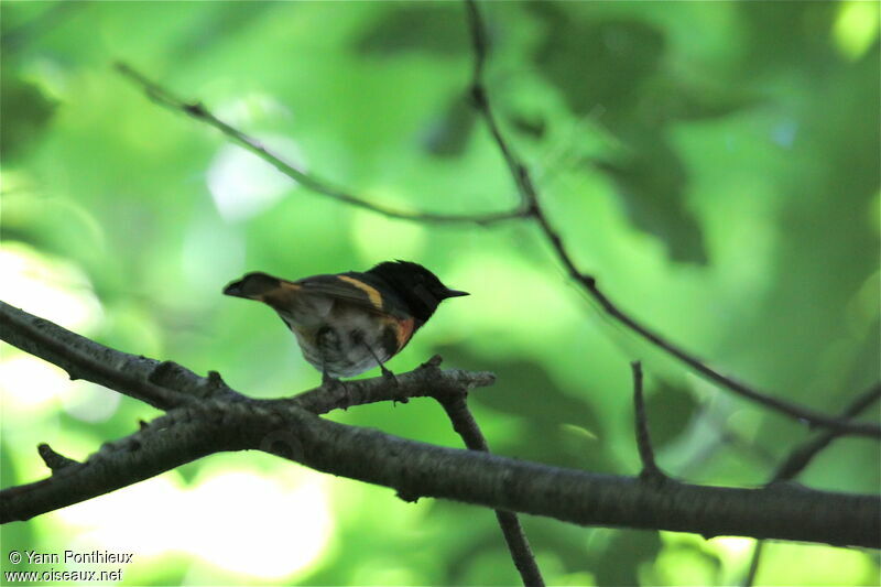 American Redstart male adult breeding