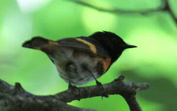 Paruline flamboyante