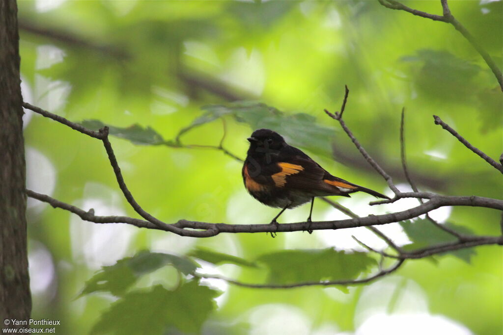 American Redstart male adult breeding