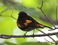 American Redstart