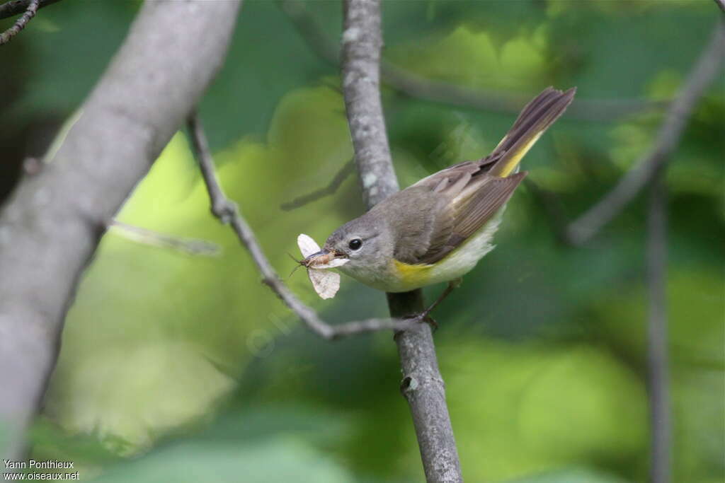 American Redstart female adult breeding, feeding habits