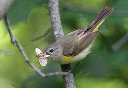 American Redstart