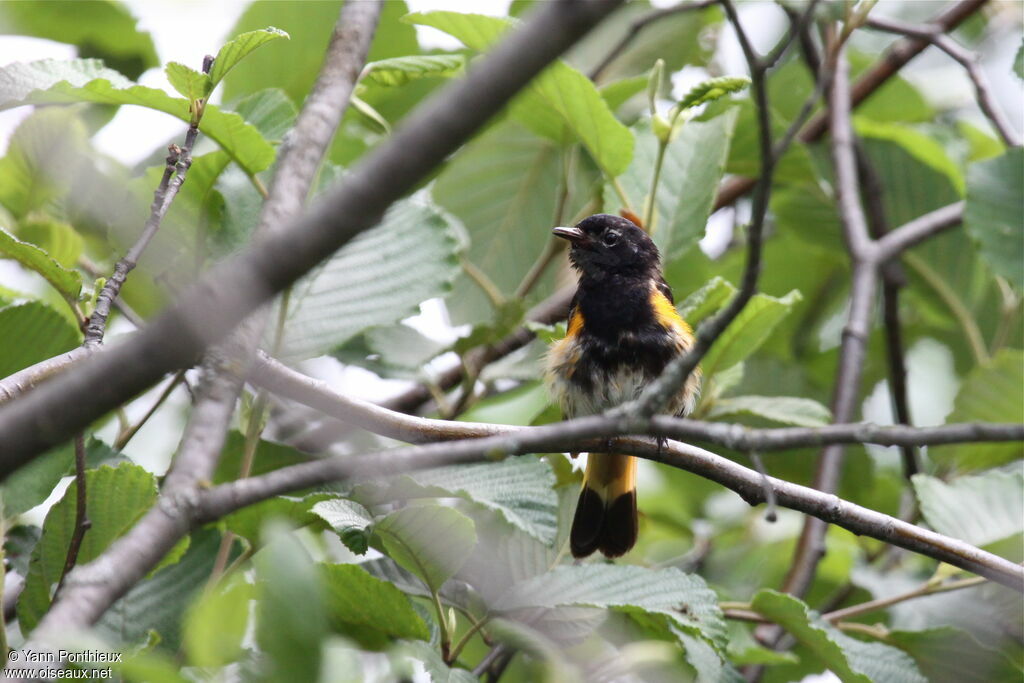 American Redstart male