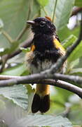 American Redstart