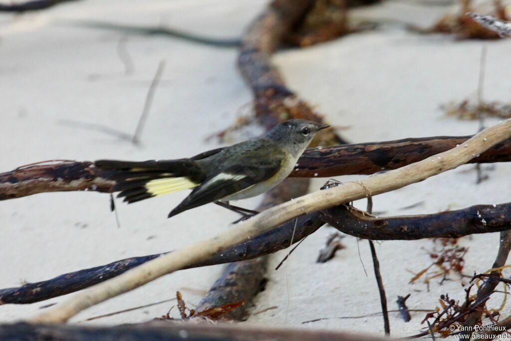 American Redstart