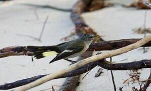 American Redstart