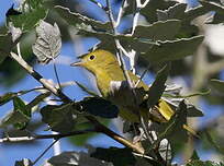 Paruline jaune