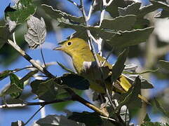 American Yellow Warbler