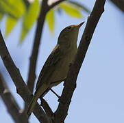 American Yellow Warbler