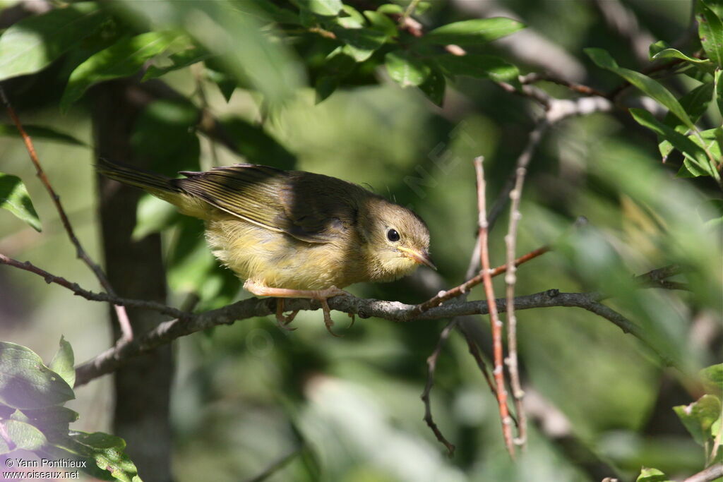 Common Yellowthroat female