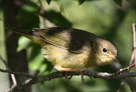 Common Yellowthroat