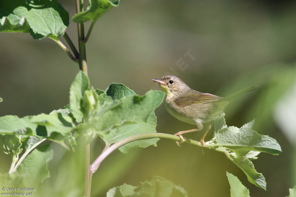 Common Yellowthroat female