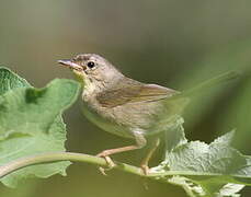 Common Yellowthroat