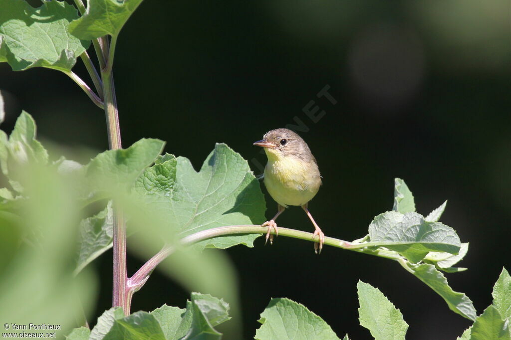 Common Yellowthroat female