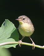 Common Yellowthroat