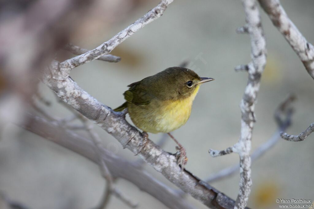 Common Yellowthroat