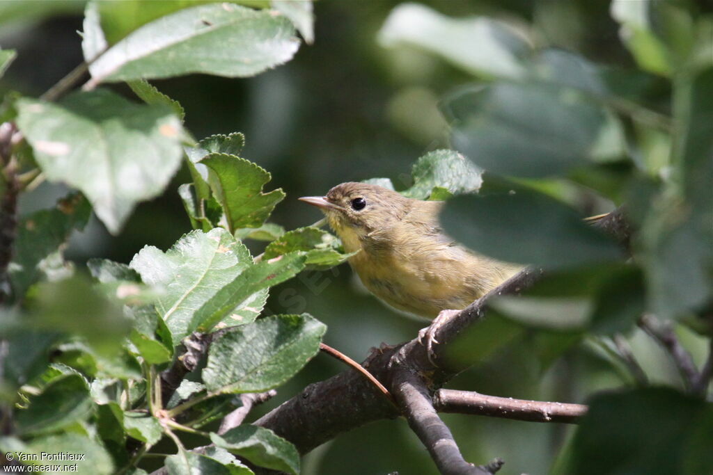 Common Yellowthroat female