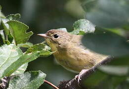 Common Yellowthroat