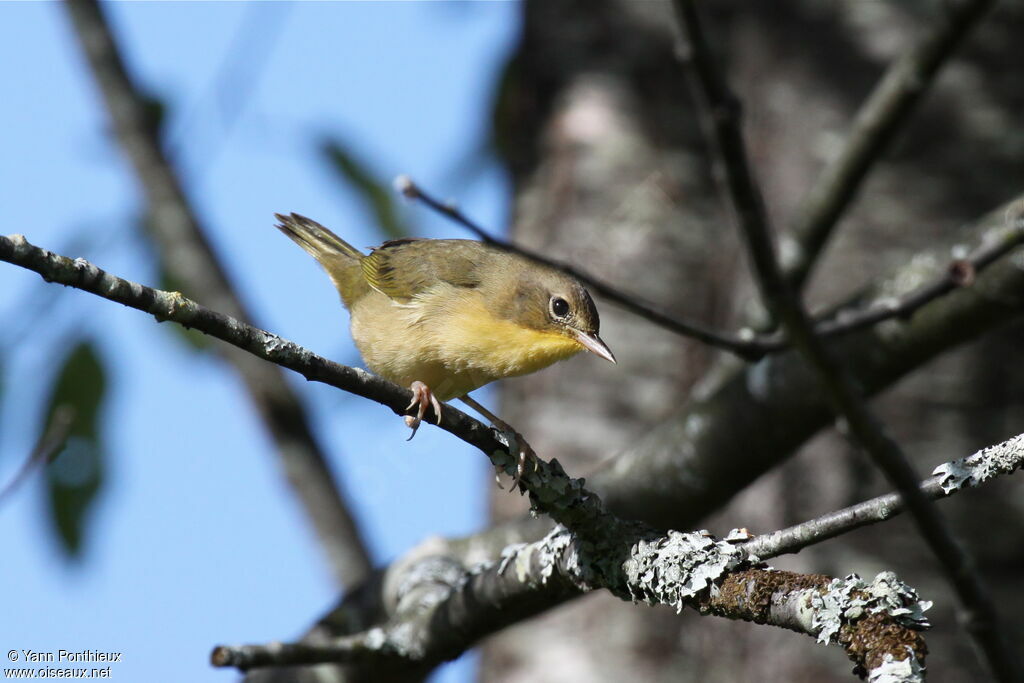 Common Yellowthroat female