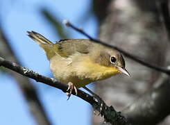 Common Yellowthroat