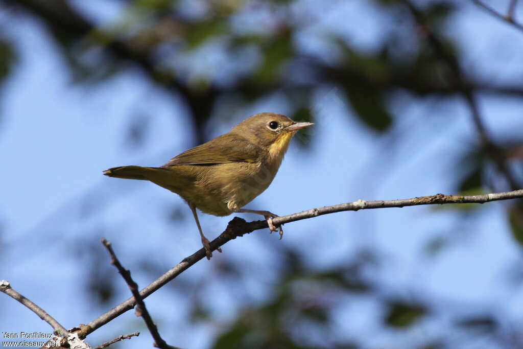 Common Yellowthroat female