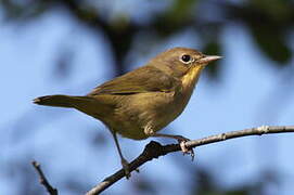 Common Yellowthroat