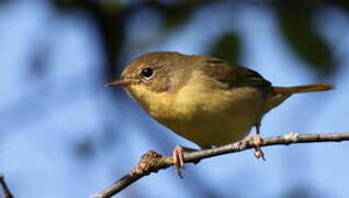 Common Yellowthroat