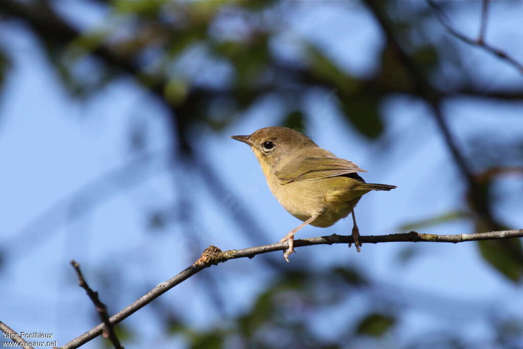 Common Yellowthroatjuvenile, identification