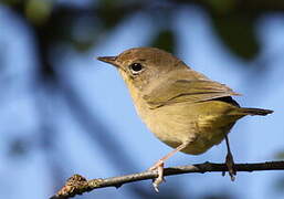 Common Yellowthroat