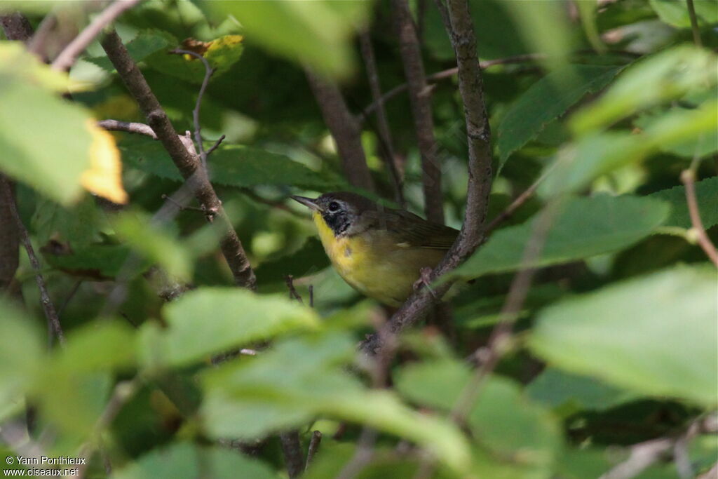 Common Yellowthroat male