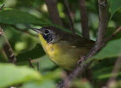 Common Yellowthroat